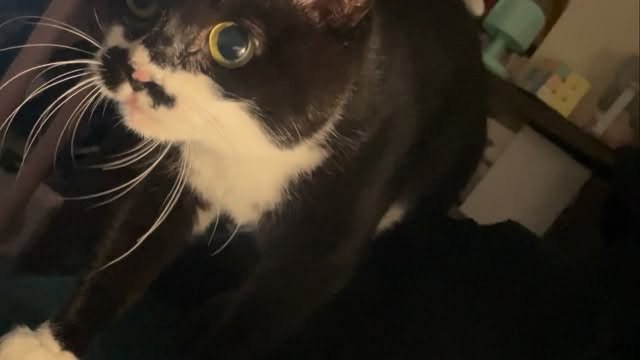 younghongcha 게시물 이미지: 고양이 맞는지…