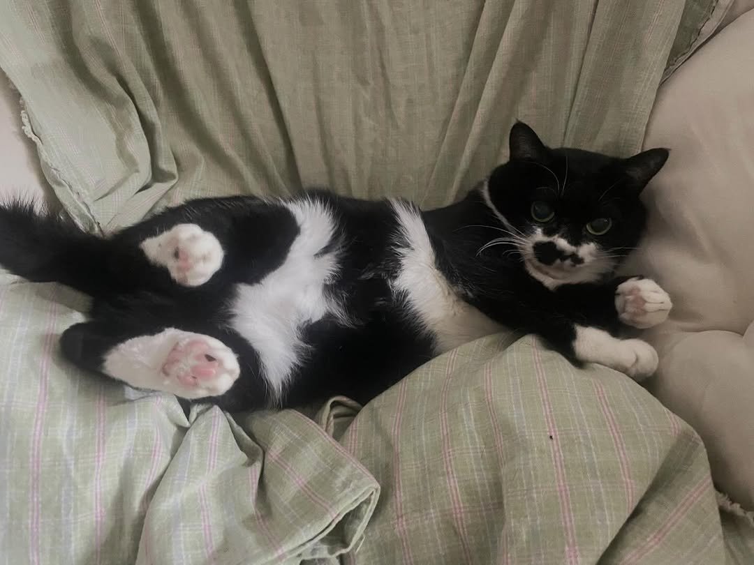 Photo by 영차 홍차 on January 27, 2026. May be an image of kitten and text.