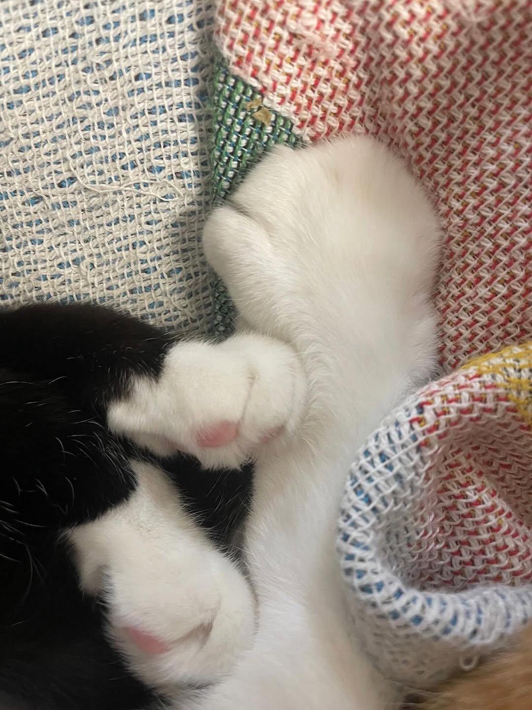 Photo by 영차 홍차 on February 15, 2026. May be an image of kitten, tortoiseshell cat, blanket and text.