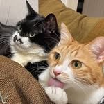 younghongcha 인스타그램 프로필 사진