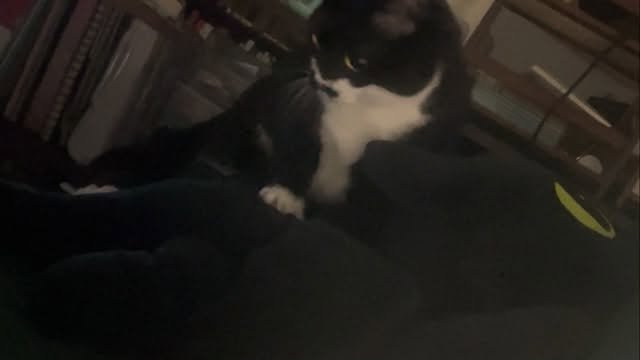 younghongcha 게시물 이미지: 충격 투스리스 인형에 꾹꾹이하는 홍차 실존