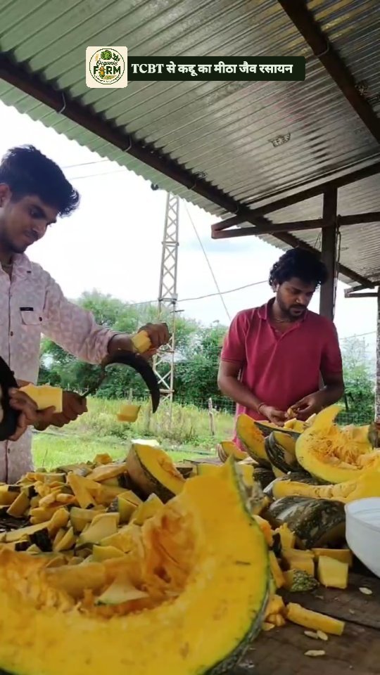 your_organic_farm 게시물 이미지: TCBT से कद्दू का मीठा जैव रसायन #tcbt...
