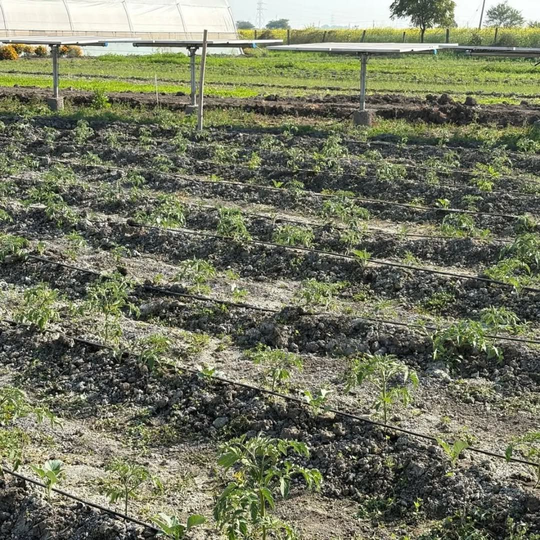 Photo by Organic Farm on December 29, 2025. May be an image of cold frame, vegetable, seedlings and text.