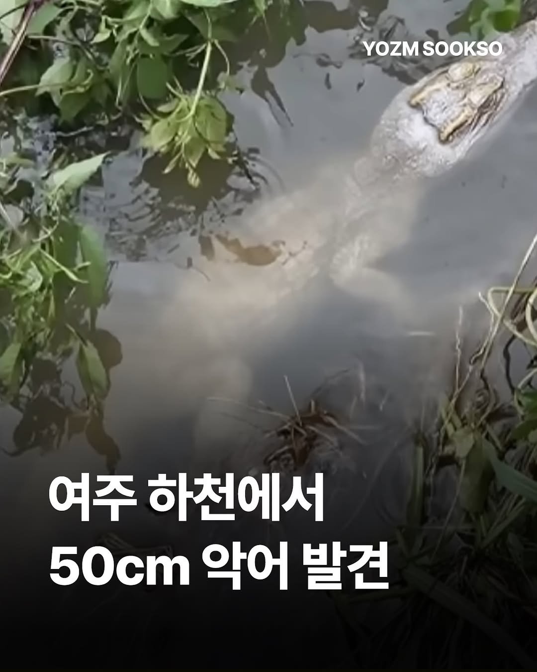 yozmsookso 게시물 이미지: 경기 여주시 소양천에서 길이 약 50cm의 악어가 발견돼 소방대원들이...