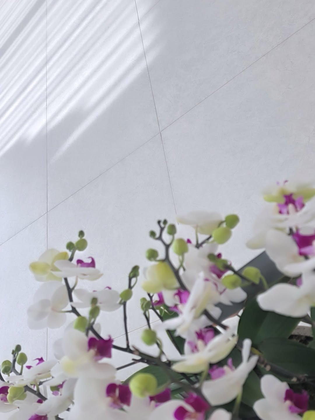 Photo by 소유진 on February 16, 2026. May be an image of house plant, Vanda orchid and text.