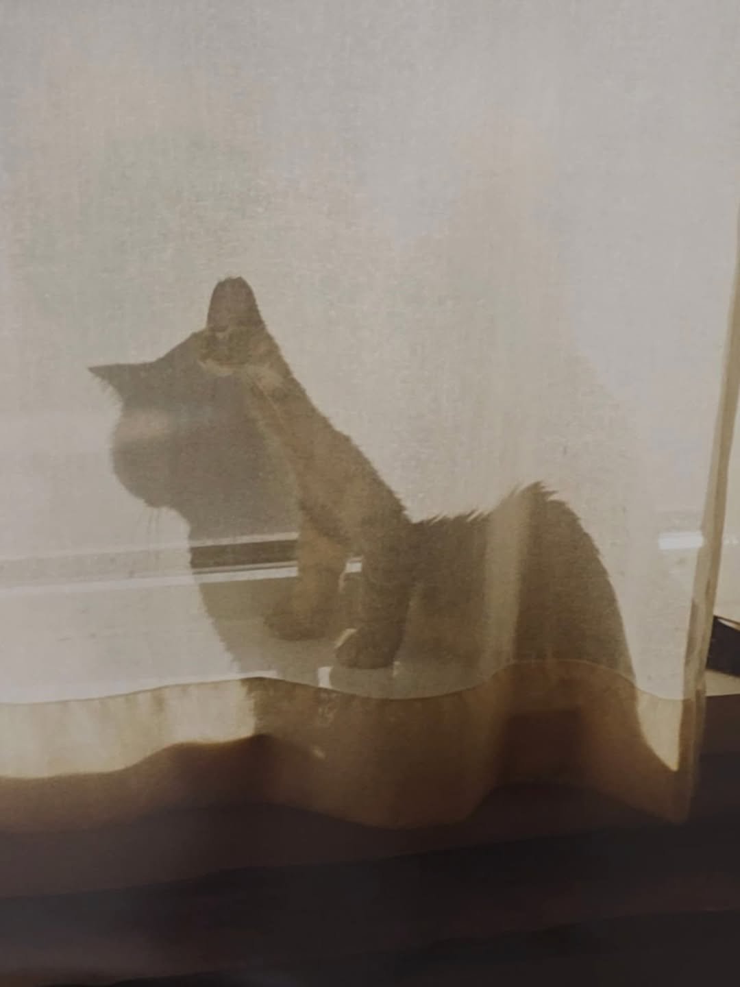 Photo by 소유진 on August 15, 2025. May be an image of Abyssinian cat, kitten, tortoiseshell cat, curtains and text.