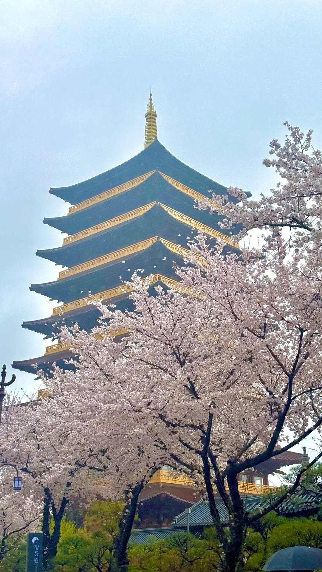 yunatom_ 게시물 이미지: 고민하다 늦어요 이 계절 가장 아름다운 경주 🌸
당장 떠납시다~~~ 숙소는 여기로...