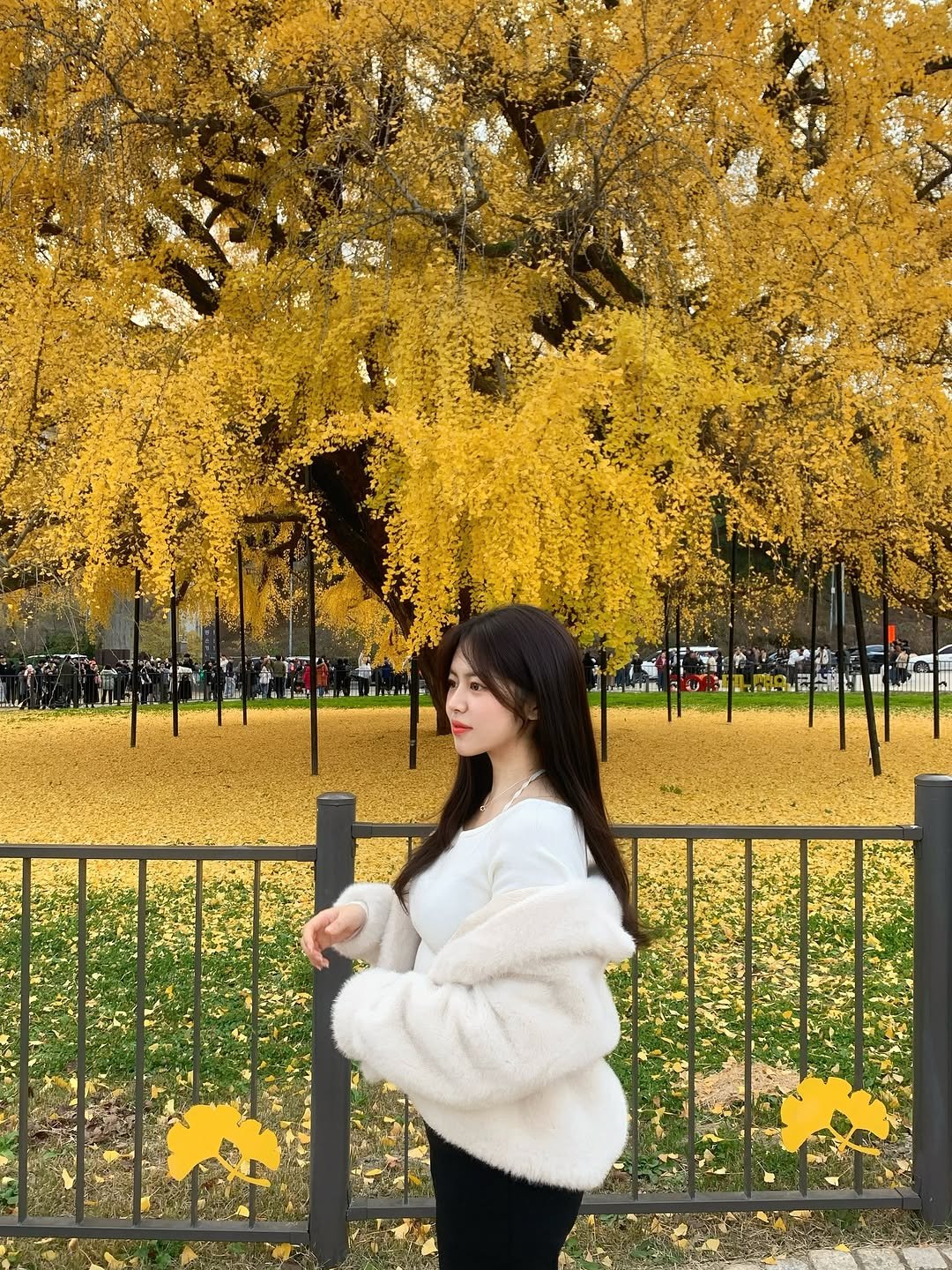 Photo by 윤하짱 ⸜❤︎⸝‍ ​| 핏폴유 on November 16, 2025. May be an image of park and text.