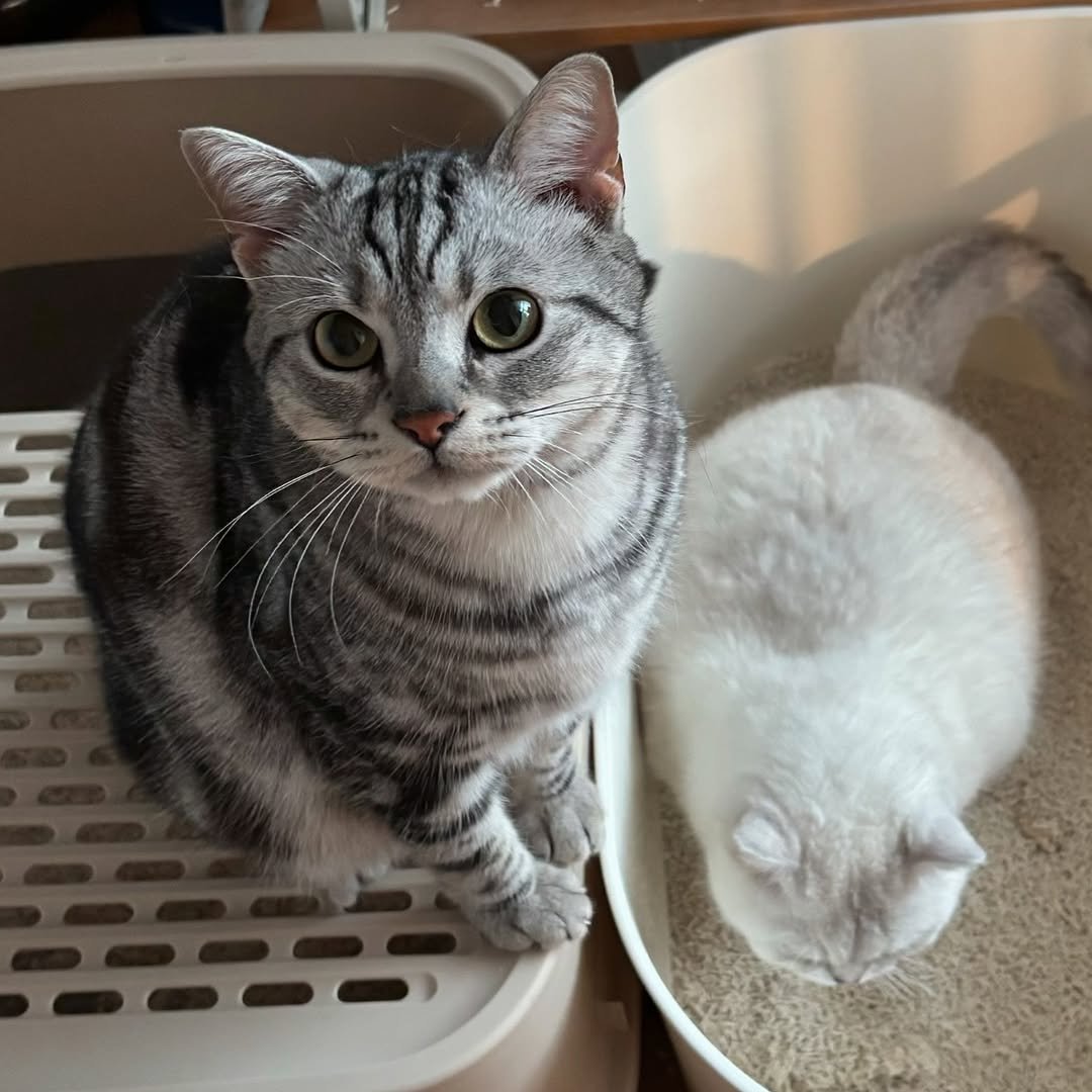 Photo by 남동생 유리 그리고 태리 on April 02, 2025.