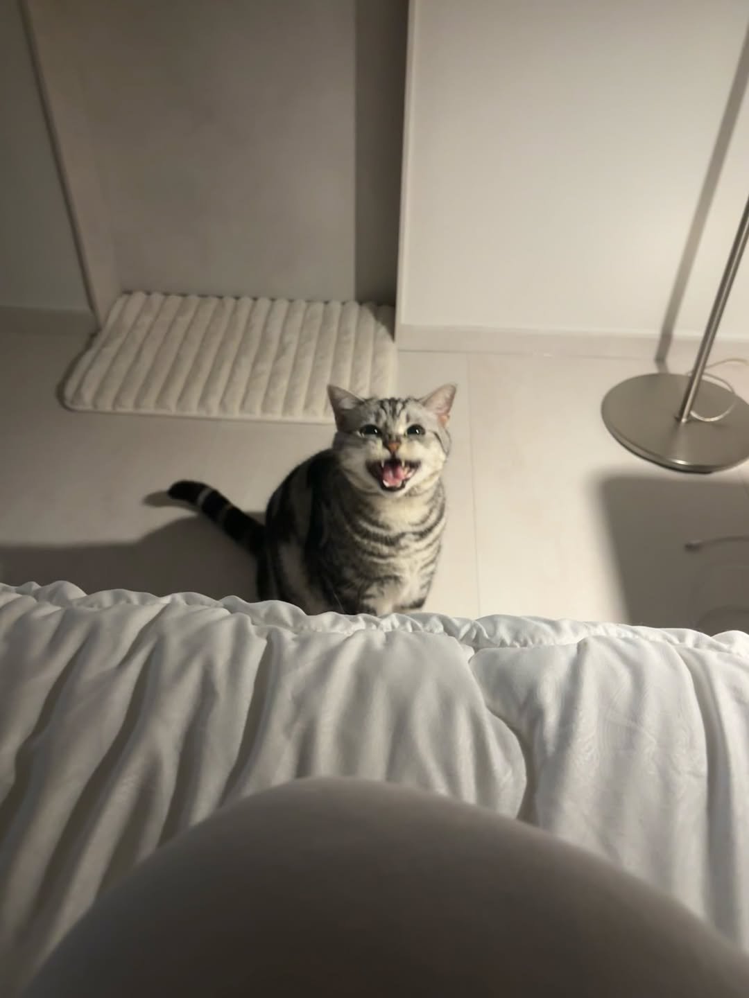 Photo by 남동생 유리 그리고 태리 on December 16, 2025. May be an image of serval, Abyssinian cat, kitten and text.