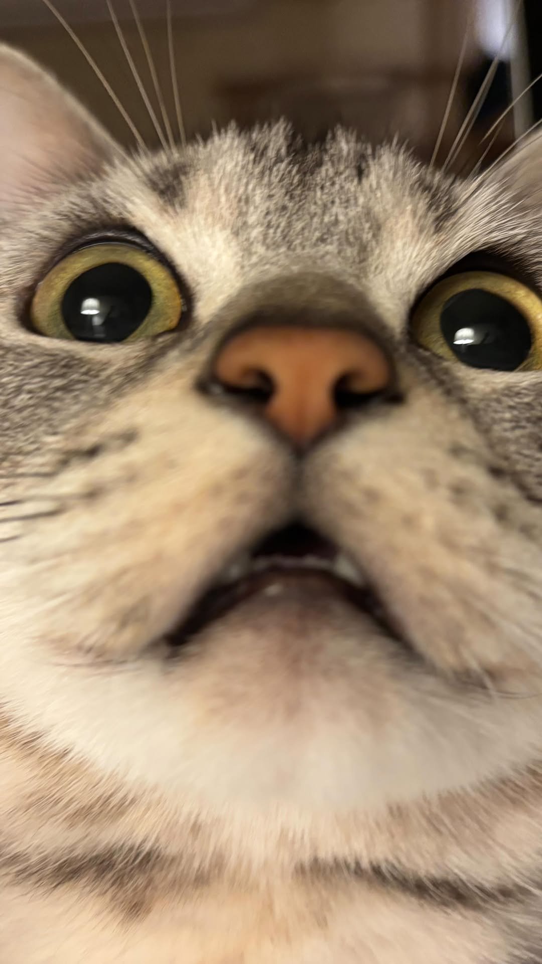 yuri_210228 게시물 이미지: 왜 고장났니
.
.
.
#고양이 #귀여운고양이 #아메리칸숏헤어 #고양이일상 #웃긴고양이