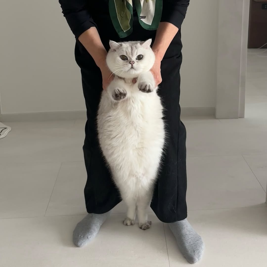 Photo by 남동생 유리 그리고 태리 on December 23, 2025. May be an image of ragdoll cat, Abyssinian cat, kitten, Persian cat, fur and text.