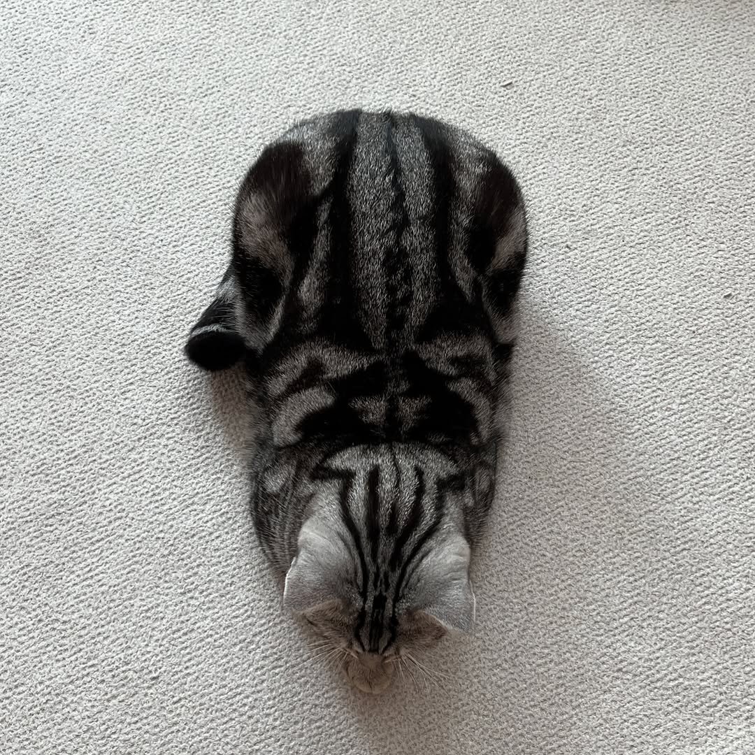 Photo by 남동생 유리 그리고 태리 on April 05, 2025.