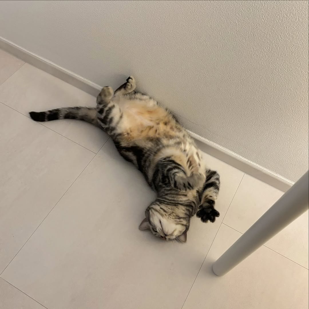 Photo by 남동생 유리 그리고 태리 on December 10, 2025. May be an image of sleeping, kitten, Abyssinian cat, tortoiseshell cat and text.