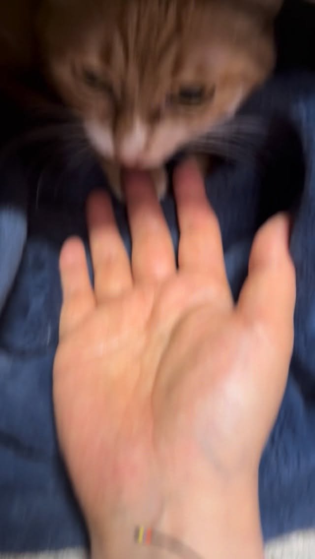 yurismatv 게시물 이미지: 거의 1년만에 마음을 열었나?
#고양이
#집사생활 
#유리스마