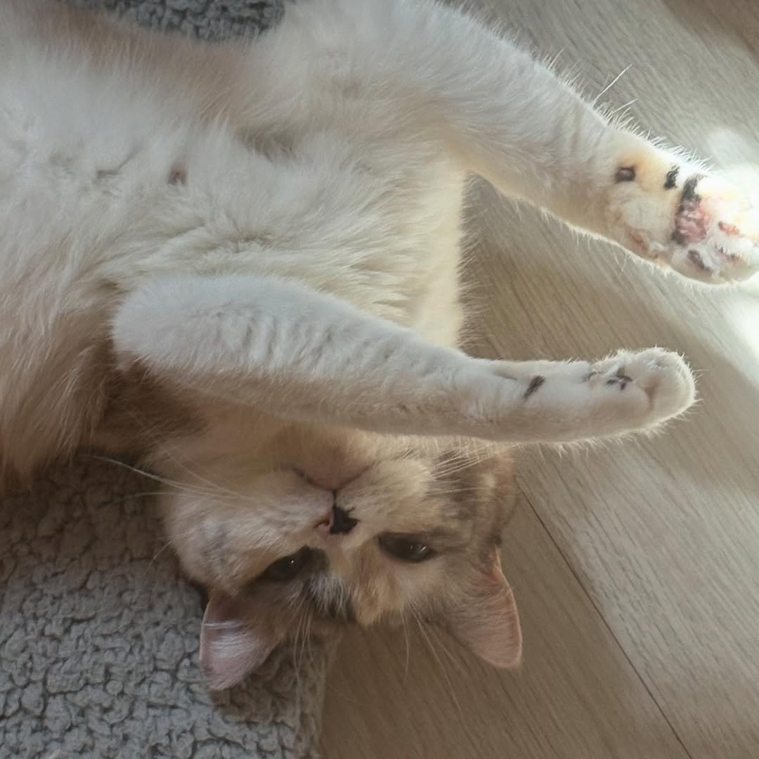 yxxnharang 게시물 이미지: 3월 뒤죽박죽 모음zip