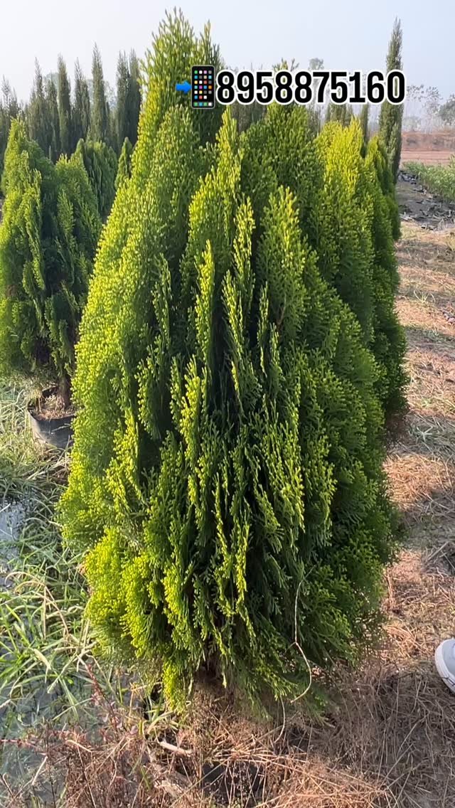 zainul_nursery 게시물 이미지: More Pakhi  plants 🌱 
.
.
@zainul_nursery...