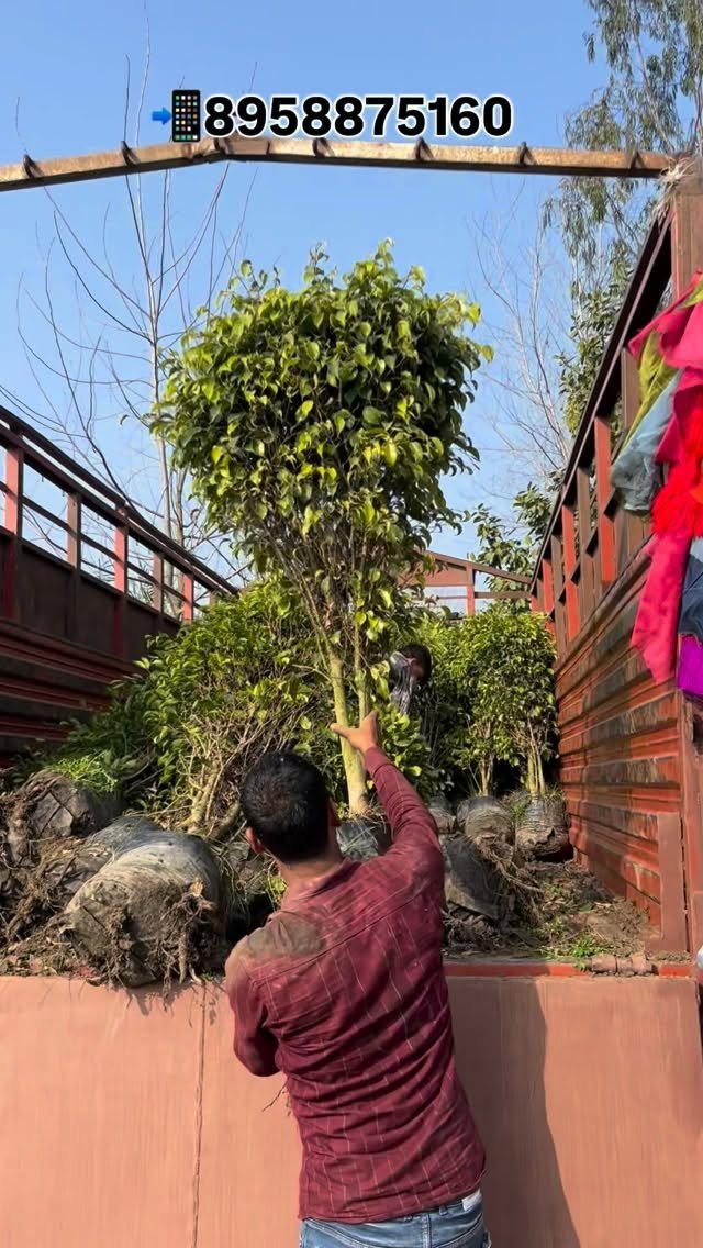 zainul_nursery 게시물 이미지: Black ficus plants 🌱 
@zainul_nursery...