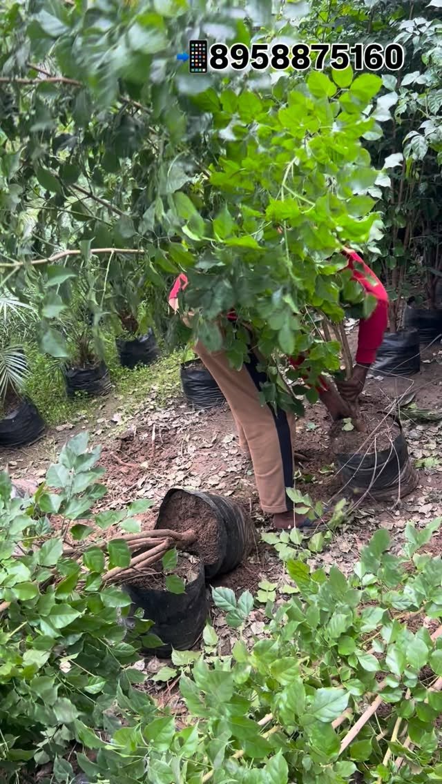 zainul_nursery 게시물 이미지: Red machira Loding Panjab.
@zainul_nursery...