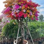 sri_swathi_nursery_ 프로필 사진