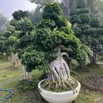 daniyanursery 프로필 사진