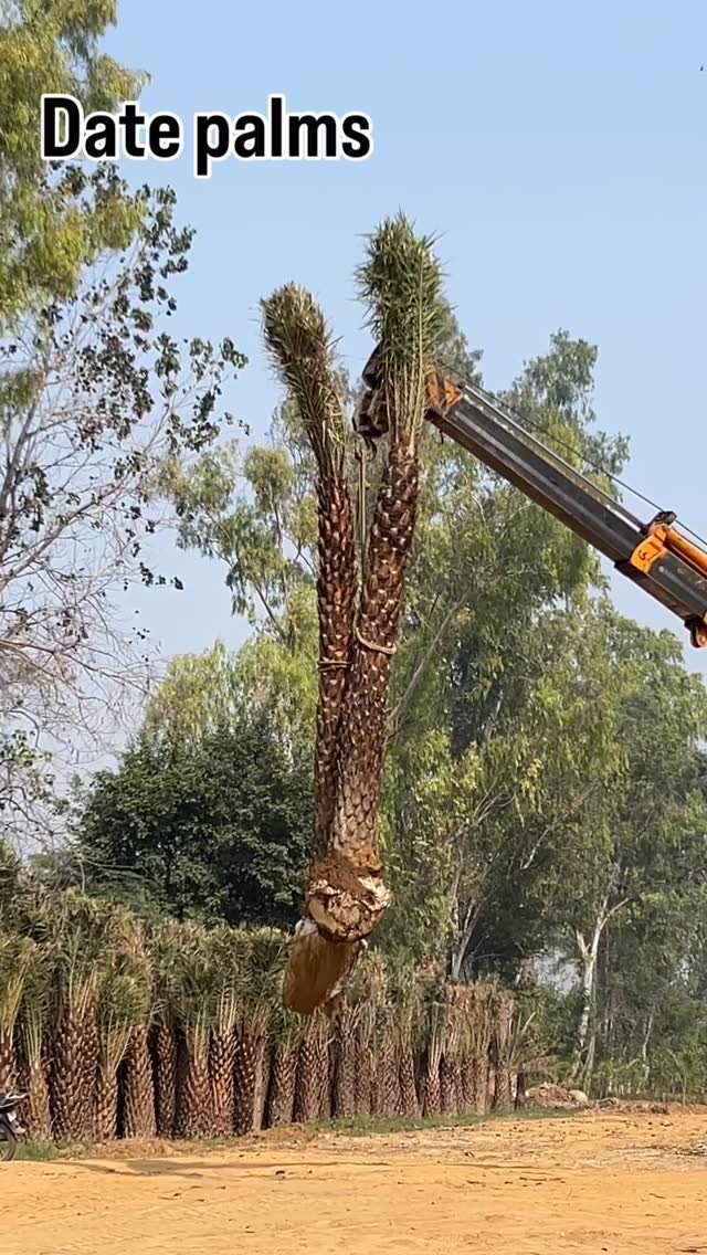 zainul_nursery 게시물 이미지: Date palms Loding..
.
.
#datepalms #plants...