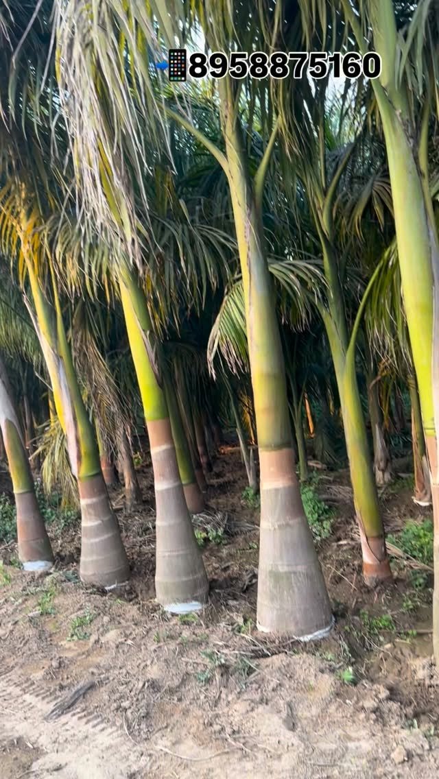 zainul_nursery 게시물 이미지: Bottle palms 🌴
@zainul_nursery 

#plants...