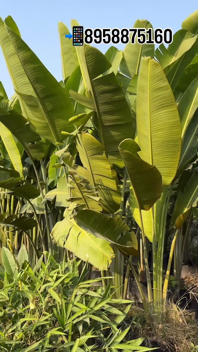 zainul_nursery 게시물 이미지: Traveller Palms available hai...