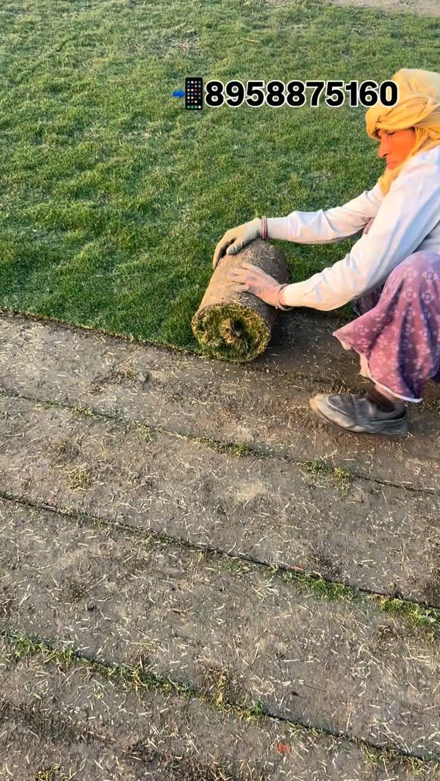 zainul_nursery 게시물 이미지: Nilgiri carpet, Grass loading 
@zainul_nursery...