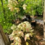 varalakshmi__nurseries 프로필 사진