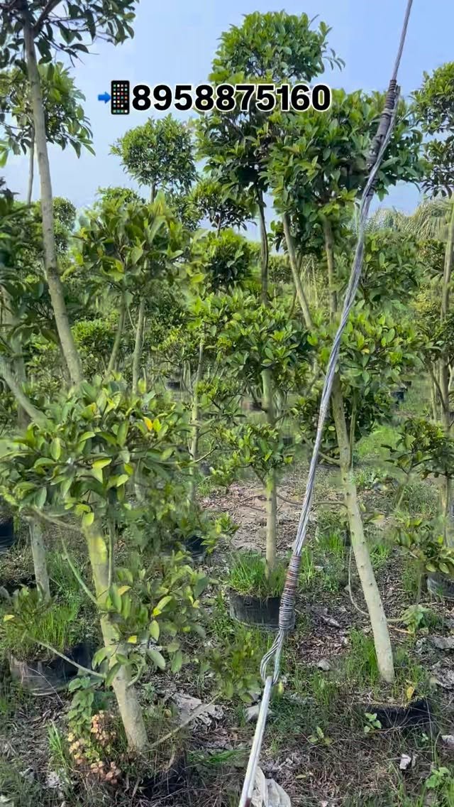 zainul_nursery 게시물 이미지: Latusa tapori plants 🌱 
@zainul_nursery...