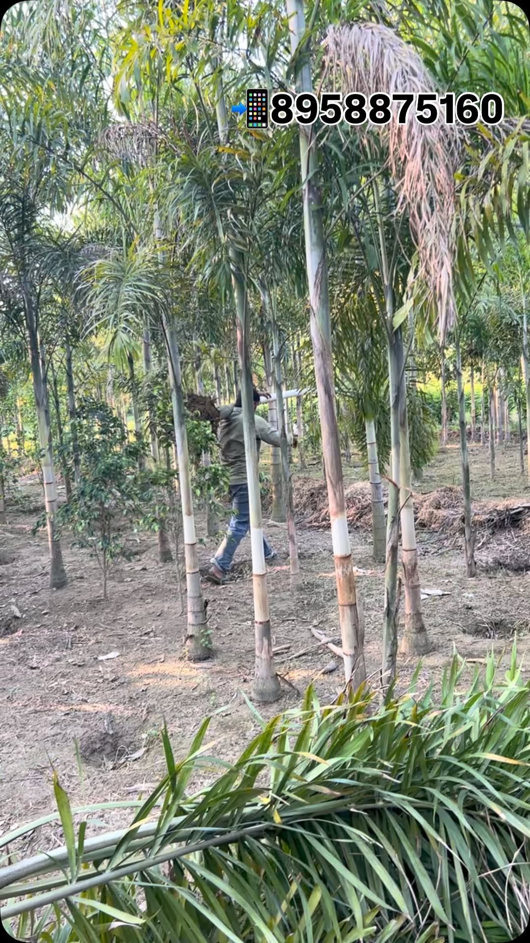 zainul_nursery 게시물 이미지: Foxtail palms Loding 
@zainul_nursery...