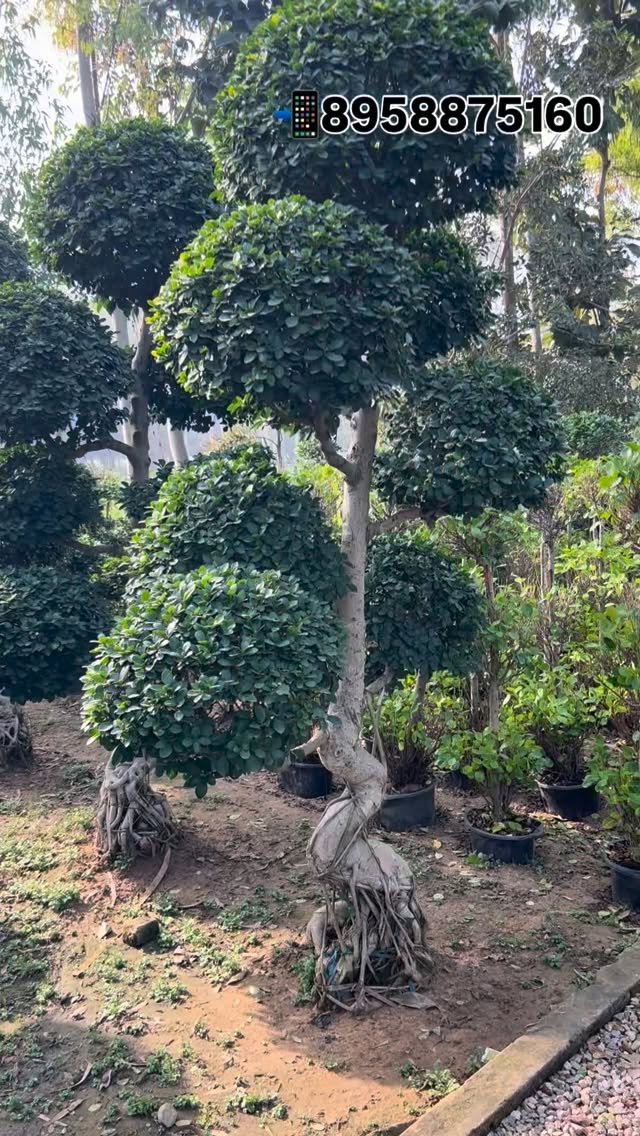 zainul_nursery 게시물 이미지: Bonsai trees 🌳 
@zainul_nursery 

#bonsai...