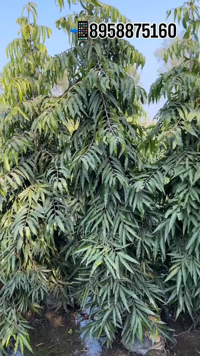 zainul_nursery 게시물 이미지: Ashok Panola Plants ..
..
.
#Ashokpanola...