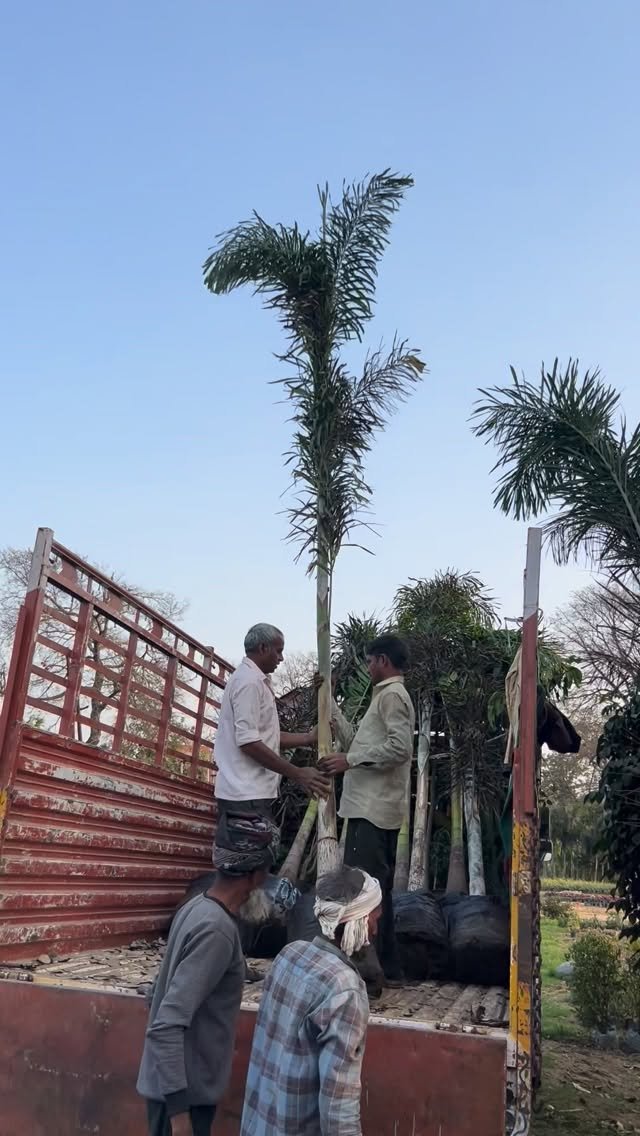 zainul_nursery 게시물 이미지: Foxtail palms Loding 
@zainul_nursery...