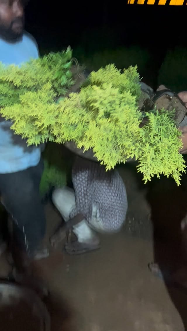zainul_nursery 게시물 이미지: Golden cypress Loding 
@zainul_nursery...