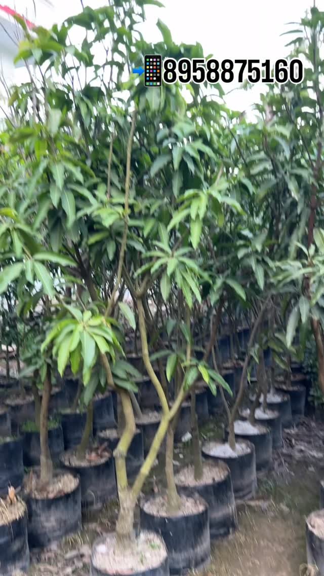 zainul_nursery 게시물 이미지: Mango plants 🌱 25*25 bags size 

#Mango...