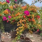 new_india_evergreen_nursery_ 프로필 사진