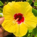 _laxami_rose_nursery_ 프로필 사진