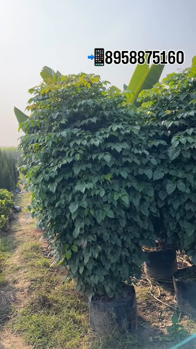 zainul_nursery 게시물 이미지: Red Machira big size plants.
.
.
#Redmachira...