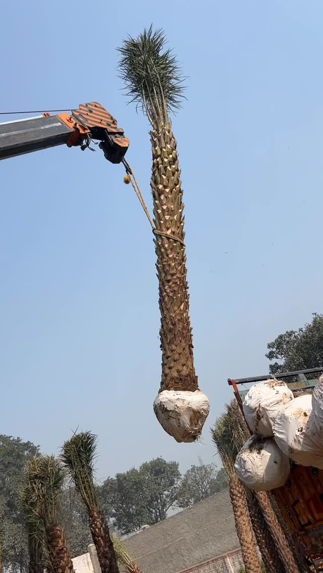 zainul_nursery 게시물 이미지: Date palms Loding 
@zainul_nursery...