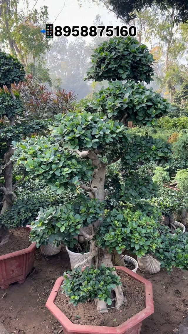 zainul_nursery 게시물 이미지: China tapori plants 🌱 
@zainul_nursery...