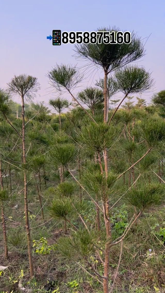 zainul_nursery 게시물 이미지: Kajrina tapori plants..
.
.
#Kajrinatapori...