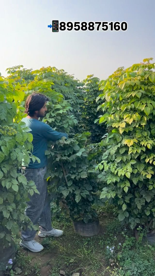 zainul_nursery 게시물 이미지: Red machira plants 🪴 
@zainul_nursery...