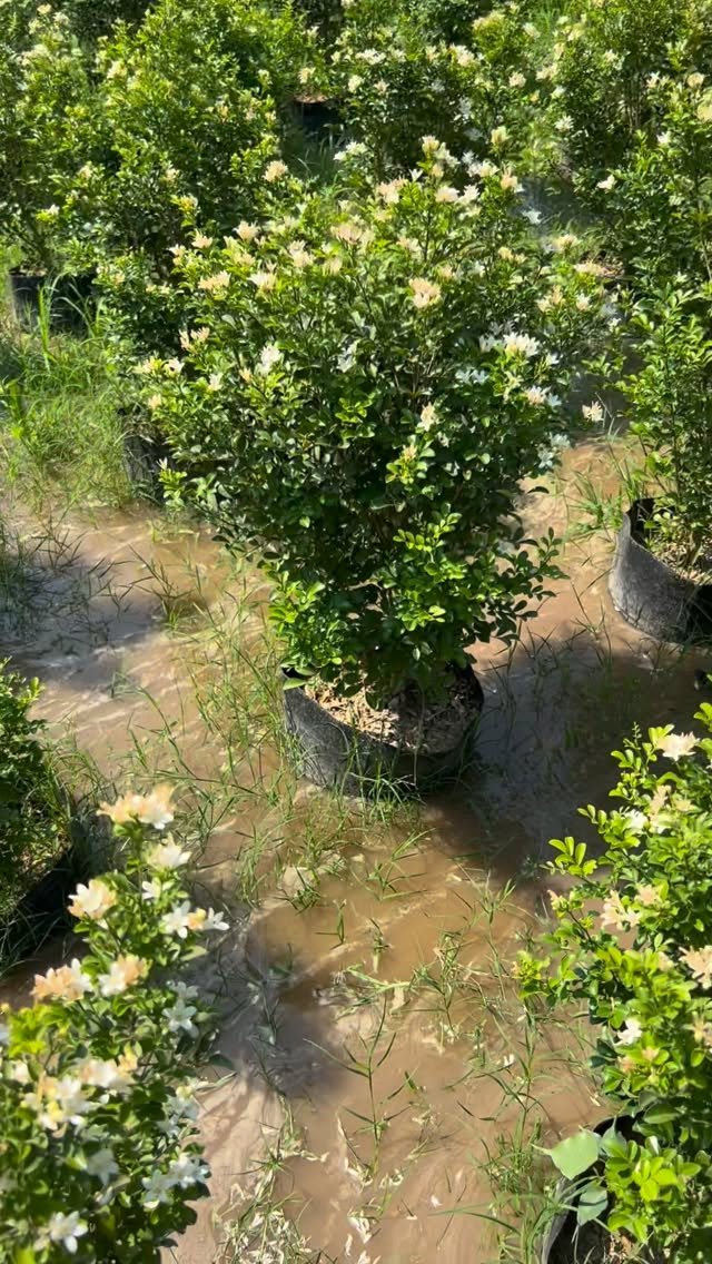 zainul_nursery 게시물 이미지: Drafe Moraiya plants 🌱 
@zainul_nursery...