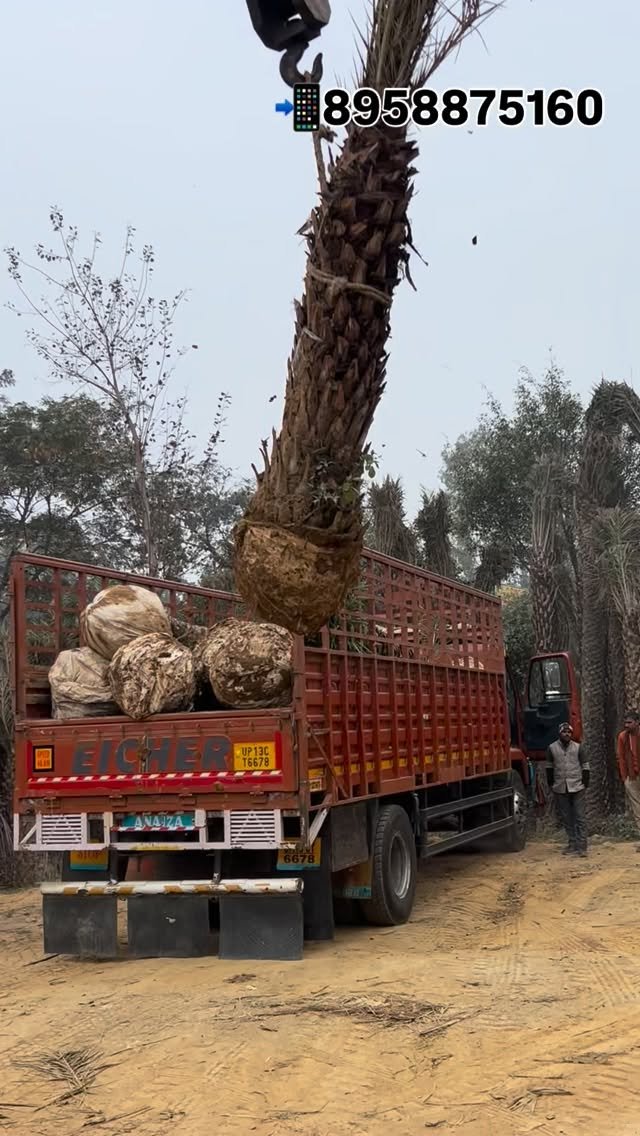zainul_nursery 게시물 이미지: Loding date palms 
@zainul_nursery...