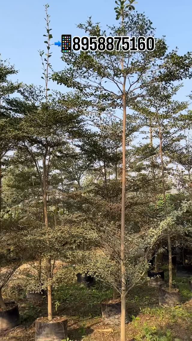 zainul_nursery 게시물 이미지: Terminalia monthly plants..

#Terminalia...