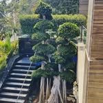 sri_balaji_nursery_ 프로필 사진