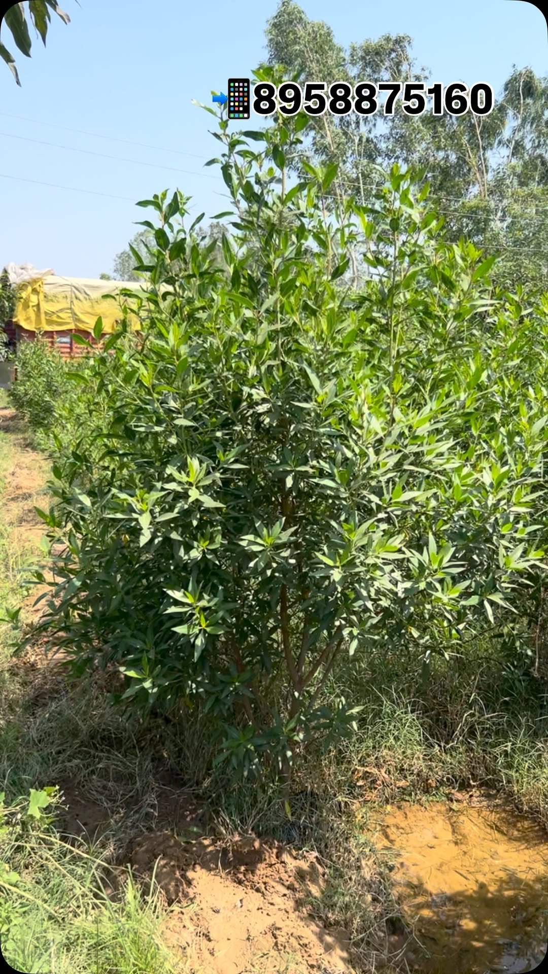 zainul_nursery 게시물 이미지: Conocarpus hedge plants 🌱 
@zainul_nursery...