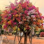 sri_swathi_nursery_ 프로필 사진